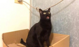 黑猫视频,揭秘网络世界的神秘面纱